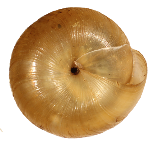 VA_LandSnails